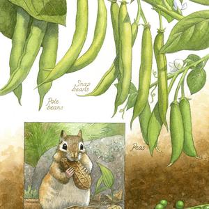 Elizabeth Traynor - Animals, Books, Children's Book, Environmental, Infographics, Nature, Realistic, Science, Watercolor, Wildlife
